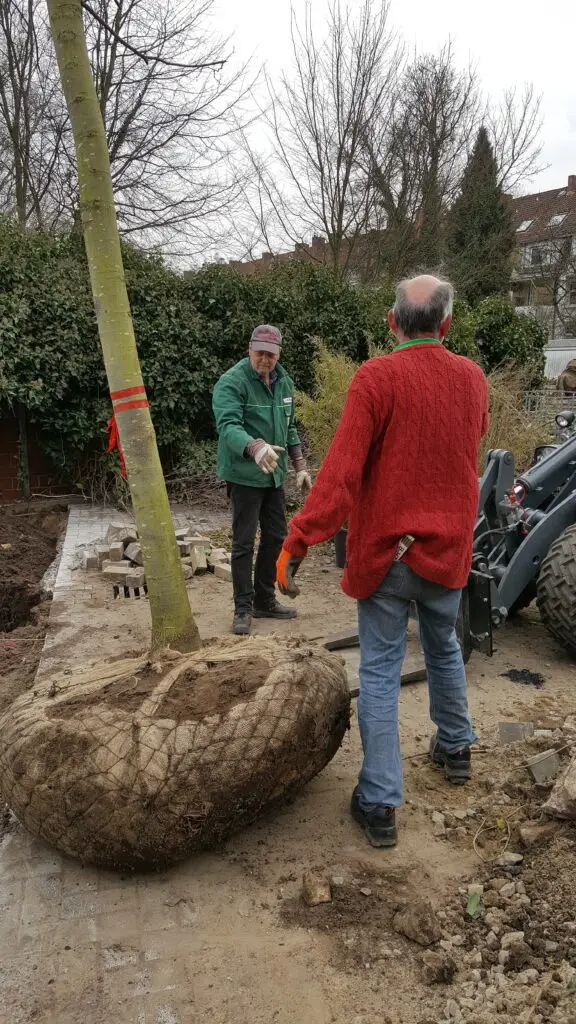 Foto von einer Baumpflanzung. Der Baum ist deutlich größer als die Personen. Ein Radlader mit Gabel soll beim Einpflanzen unterstützen.
