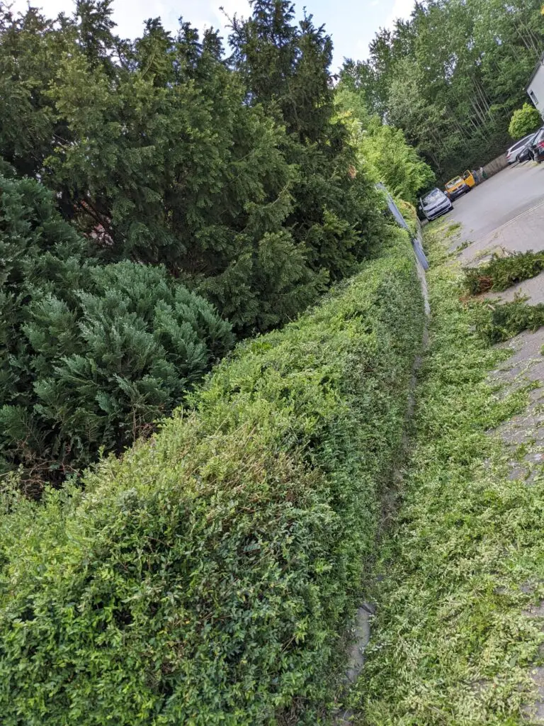 Foto von einer geschnittenen Hecke. Das Schnittgut liegt noch auf dem Boden.