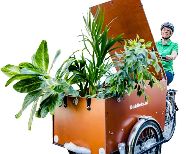 Foto von einer Person auf einem Transportfahrrad. In der Transportbox stehen Pflanzen.
