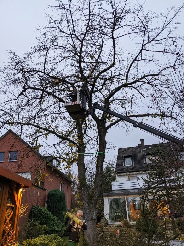 Foto von einem großen Obstbaum. Eine Person die in der Arbeitsbühne steht zum Schneiden. Eine Personen trägt einen dickeren Ast.