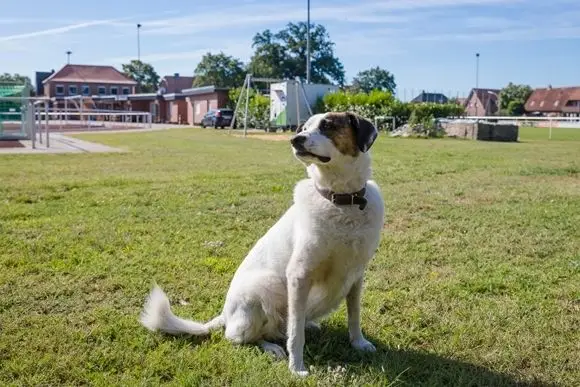Foto von Hündin Chloe auf dem Sportplatz