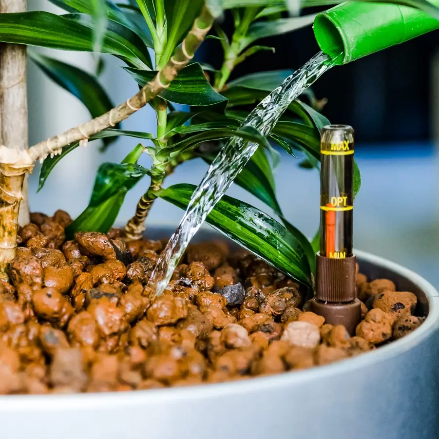 Foto von einer Pleomele in einem Pflanzgefäß, einer Gießkanne aus der Wasser rauskommt und einem Wasserstandanzeiger, der einen optimalen Wasserstand anzeigt.