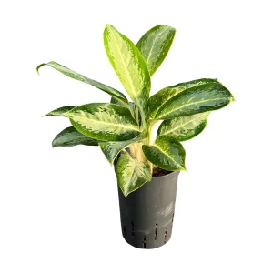 Aglaonema ‘Anouk’ 40 30 pp 15-19