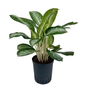 Aglaonema ‘Anouk’ 70 25 pp 18-19