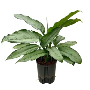 Aglaonema ‘Freedman’ 60 35 Bush 18-19