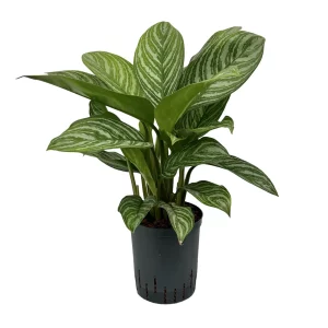 Aglaonema ‘Green Stripe’ 60 35 pp 18-19