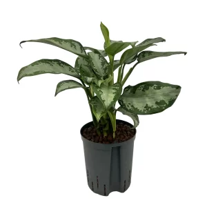 Aglaonema ‘Jubilee’ 60 35 Bush 18-19