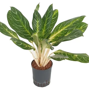 Aglaonema ‘Keyline’ 70 35 Bush 18-19