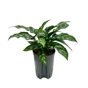 Aglaonema ‘Maria’ 40 20 Bush 15-19