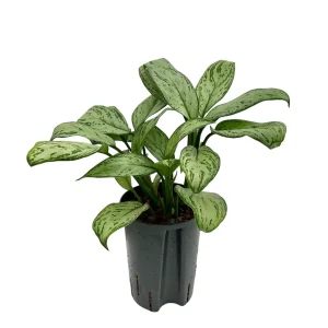 Aglaonema ‘Maria Christina’ 40 25 pp 15-19