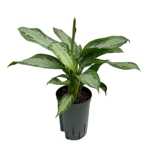 Aglaonema ‘Silver Bay’ 40 30 Bush 15-19