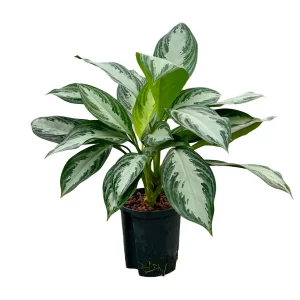 Aglaonema ‘Silver Bay’ 70 35 Bush 18-19