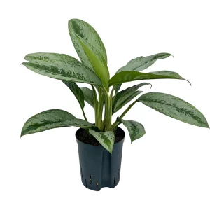 Aglaonema ‘Silver frost’ 50 30 Bush 18-19
