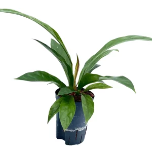 Anthurium ‘Jungle bush’ 50 30 Bush 15-19