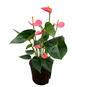 Anthurium Rosa 40 20 Busch 13-12