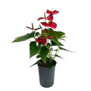 Anthurium andreanum rot 50 30 Bush 15-19
