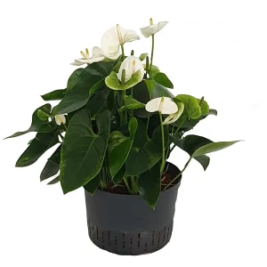Anthurium andreanum wit 50 50 3pp 28-19