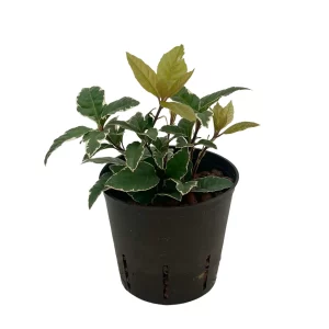 Ardisea malouiana ‘variegata’ 30 20 Bush 13-12