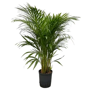 Areca chrysalidocarpus lutescens 100 60 pp 18-19