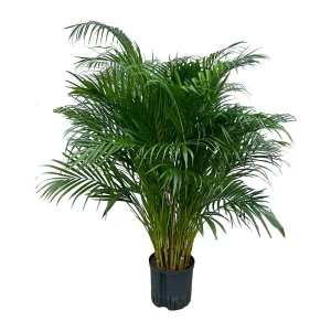 Areca chrysalidocarpus lutescens 150 60 pp 22-19