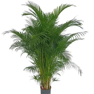 Areca chrysalidocarpus lutescens 200 130 pp 28-19