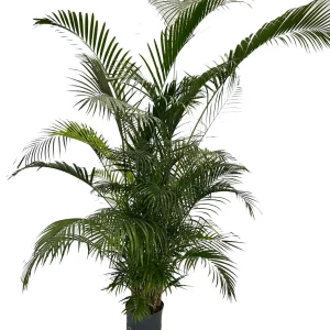 Areca chrysalidocarpus lutescens 220 130 pp 25-19