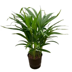Areca chrysalidocarpus lutescens 40 20 Bush 13-12