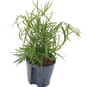 Asparagus falcatus 40 20 Bush 13-12