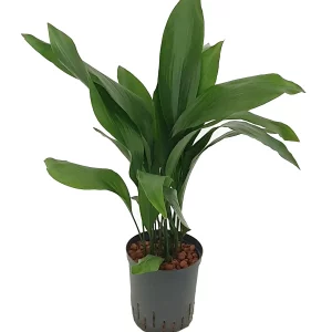 Aspidistra elatior 60 20 pp 12-Blätter 15-19