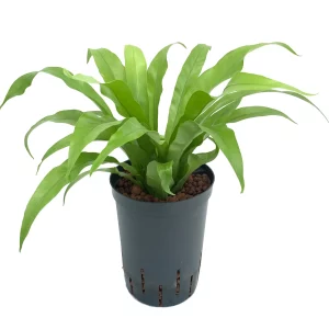 Asplenium antiquum 40 40 Bush 15-19
