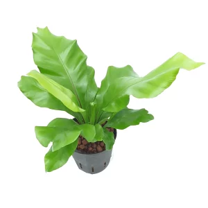 Asplenium nidus 40 20 Bush 13-12