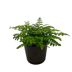 Asplenium parvati 40 20 Bush 13-12