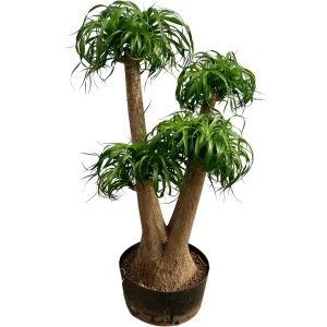 Beaucarnea recurvata 120 70 verzweigt Kübel40