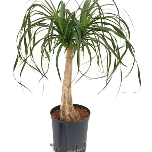 Beaucarnea recurvata 60 30 gerader Stamm 18-19