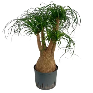 Beaucarnea recurvata 70 40 verzweigt 22-19
