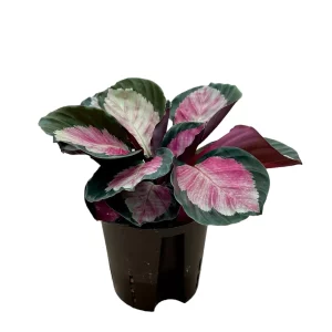 Calathea Rosea Picta 40 20 Bush 13-12