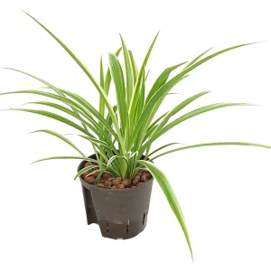 Chlorophytum henry 40 20 Ranker 13-12