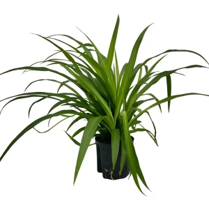 Chlorophytum lemon 40 20 ranker 13-12