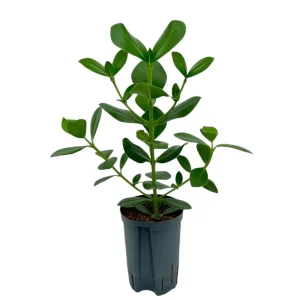 Clusia rosea princess 40 20 Bush 15-19