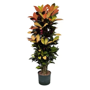Croton (Codiaeum) variegatum ‘Iceton’ 140 45 verzweigt 25-19