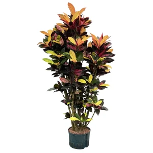 Croton (Codiaeum) variegatum ‘Iceton’ 160 60 verzweigt 25-19