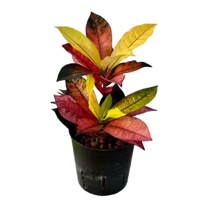 Croton (Codiaeum) variegatum ‘Iceton’ 40 20 2pp 13-12