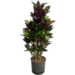 Croton (Codiaeum) variegatum ‘Iceton’ 90 40 verzweigt 22-19