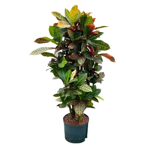 Croton (Codiaeum) variegatum ‘Petra’ 120 50 verzweigt 25-19