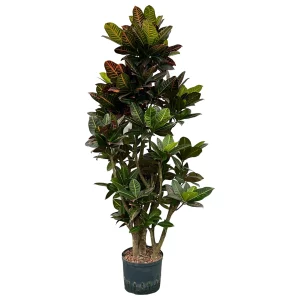Croton (Codiaeum) variegatum ‘Petra’ 160 75 verzweigt 25-19