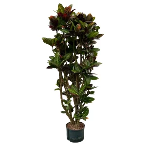 Croton (Codiaeum) variegatum ‘Petra’ 180 80 verzweigt 28-19