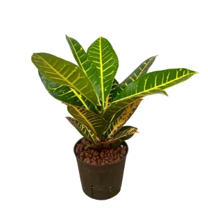 Croton (Codiaeum) variegatum ‘Petra’ 40 20 Kopf 13-12