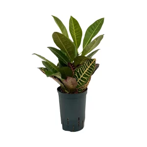 Croton (Codiaeum) variegatum ‘Petra’ 40 25 Kopf 15-19