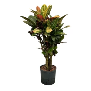 Croton (Codiaeum) variegatum ‘Petra’ 90 50 verzweigt 22-19