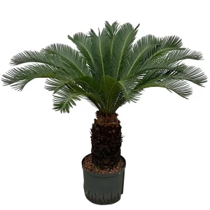 Cycas revoluta 90 80 Stamm 28-19